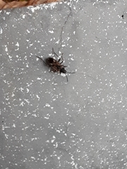 Rhyparochromus vulgaris