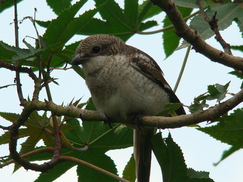 Northern Fiscal