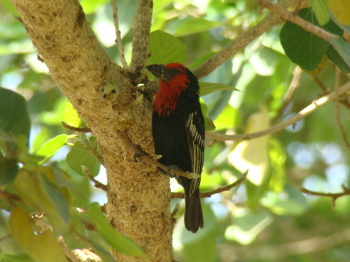 Black-billed Barbet