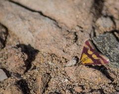 Pyrausta sanguinalis