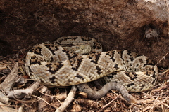 Crotalus tzabcan