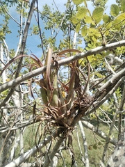 Tillandsia flexuosa image