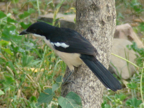Ethiopian Boubou