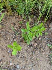 Salvia munzii