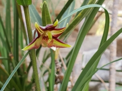 Epipactis veratrifolia