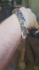 Amphisbaena fuliginosa