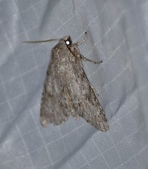 Acronicta americana