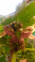 Lamium orvala