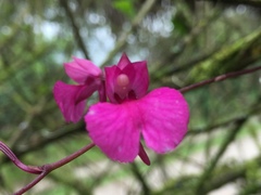 Comparettia falcata