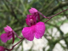 Comparettia falcata