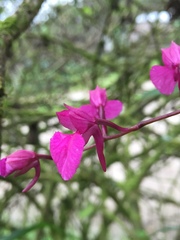 Comparettia falcata