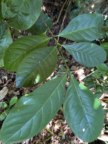 Coffea liberica observed 2023-12-09