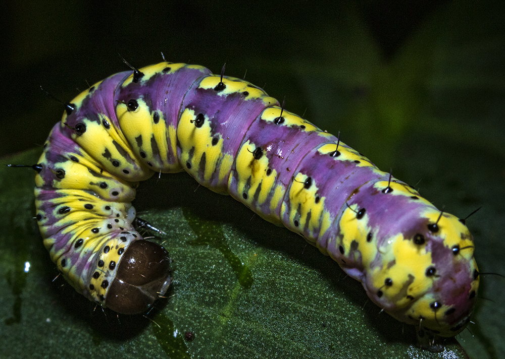 Cropia philosopha