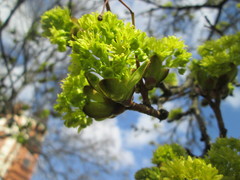 Acer platanoides