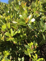 Arctostaphylos insularis