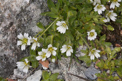 Cerastium uniflorum