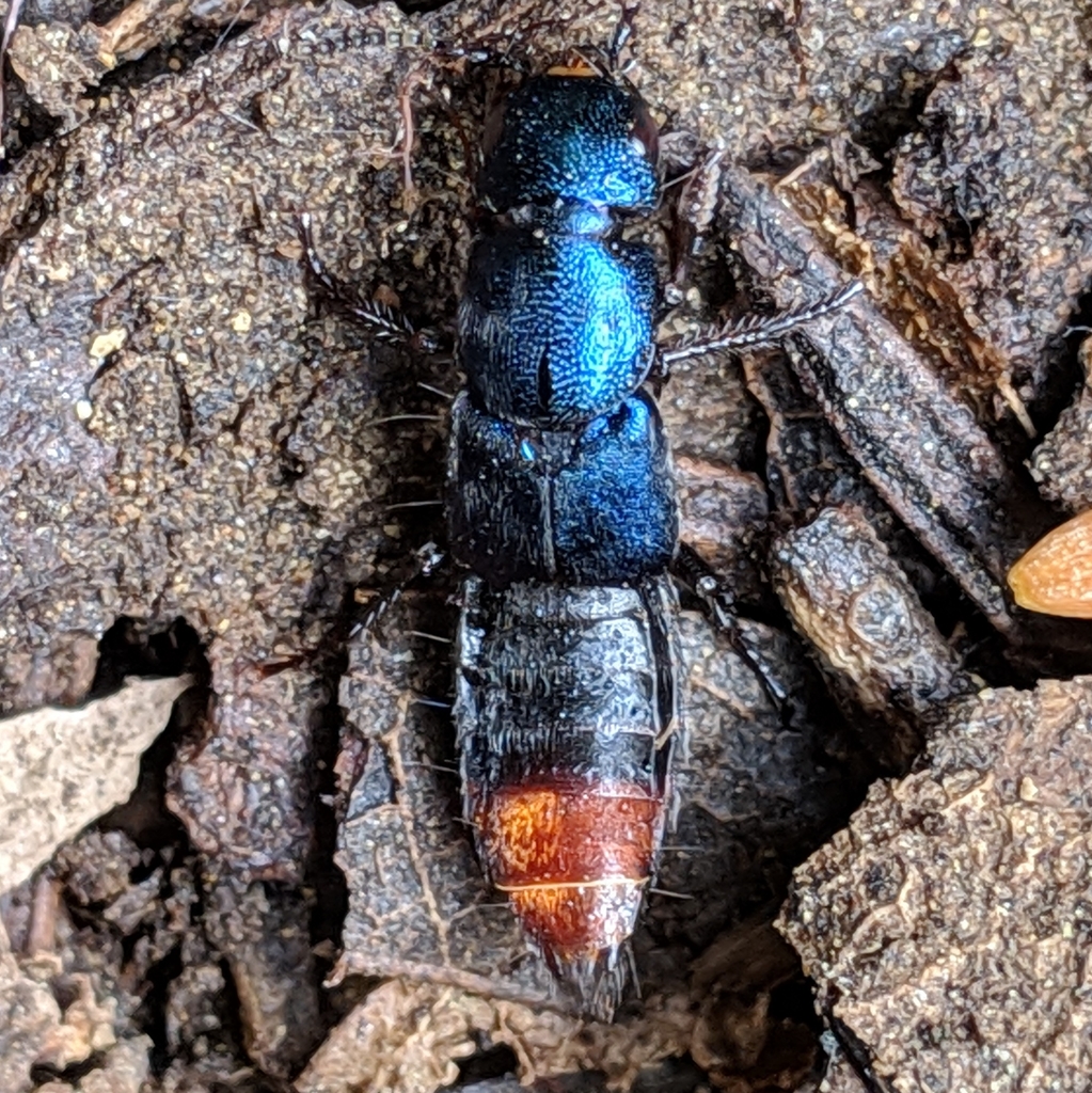 Platydracus rutilicauda