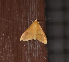 Helvibotys helvialis