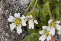 Cerastium uniflorum