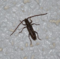 Anelaphus niveivestitus