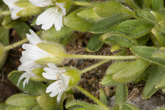 Cerastium uniflorum
