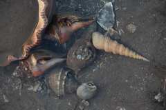 Turritella