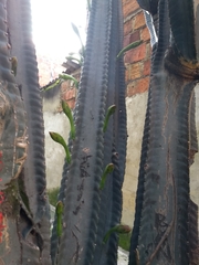 Cereus hexagonus