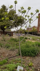 Zanthoxylum hirsutum