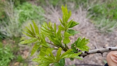 Zanthoxylum hirsutum