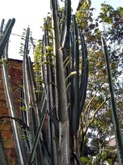 Cereus hexagonus
