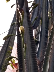 Cereus hexagonus