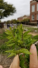 Zanthoxylum hirsutum