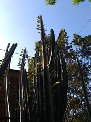 Cereus hexagonus