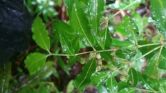 Psychotria andevorantensis image