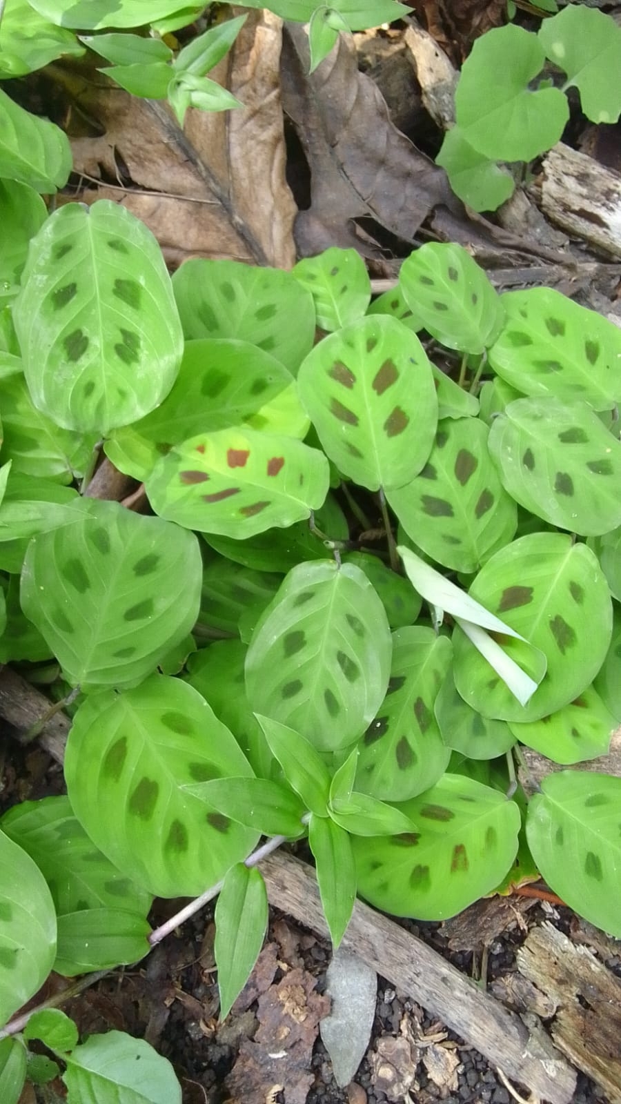 Imagem de Maranta