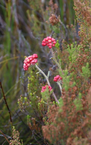 Image of Helichrysum felinum by (c) Tony Rebelo, some rights reserved (CC BY-SA)