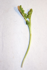 Botrychium ascendens