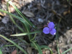 Tradescantia