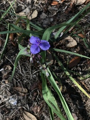 Tradescantia