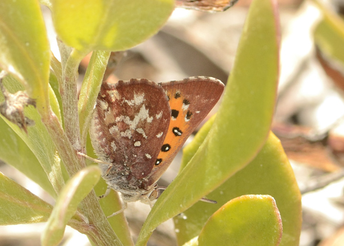 Red Hill Copper