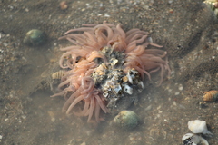 Paracondylactis sinensis