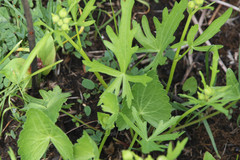 Callirhoe alcaeoides