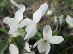 Viola odorata