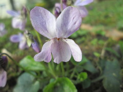Viola odorata