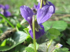 Viola odorata
