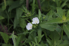 Callirhoe alcaeoides