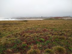 Deschampsia cespitosa holciformis