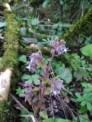 Trachystemon orientalis