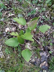 Trachystemon orientalis