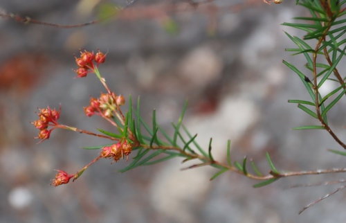 Image of Erica polifolia by (c) Tony Rebelo, some rights reserved (CC BY-SA)